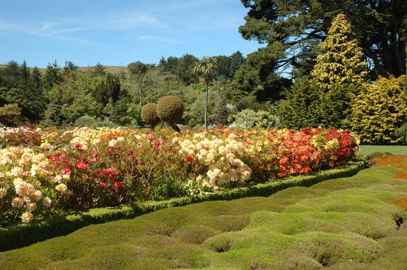 Gardens Rose Beds - image supplied by Larnach Castle