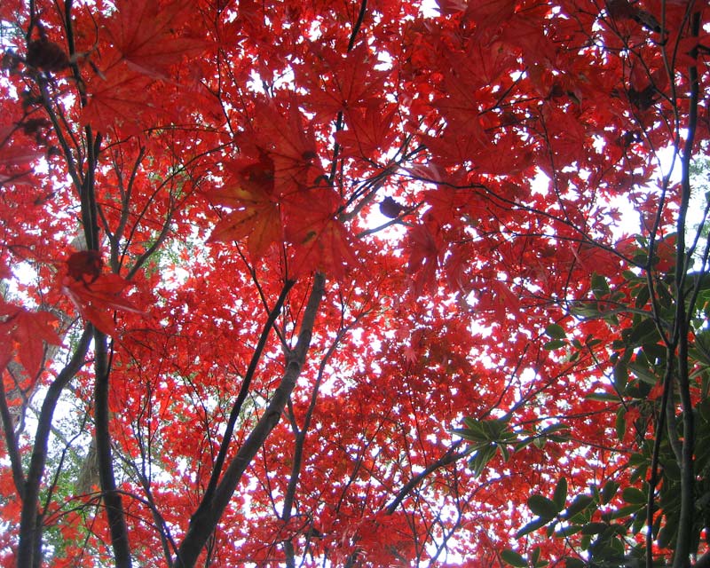 Autumn leaves - Blue Mountains Botanic Garden Mount Tomah