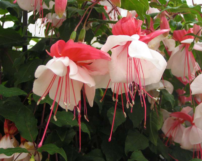 Fuchsias love the climate at Butchart Gardens