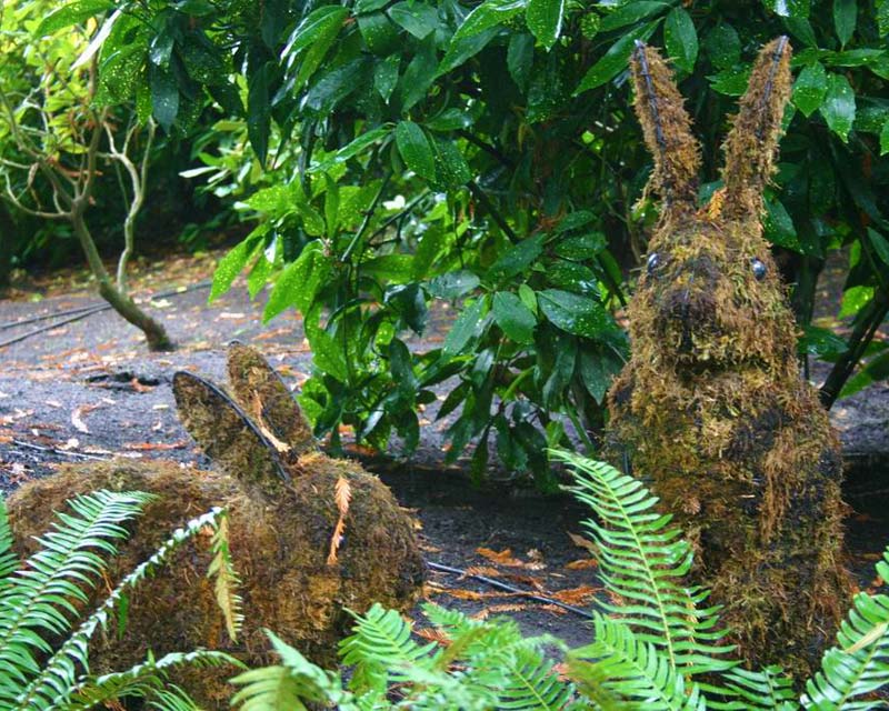 Mossy Rabbits lurking in the borders Butchart Gardens - Photo Peter Barber