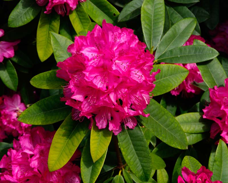 Spring brings on the fabulous collection of Rhododendrons at Butchart Gardens