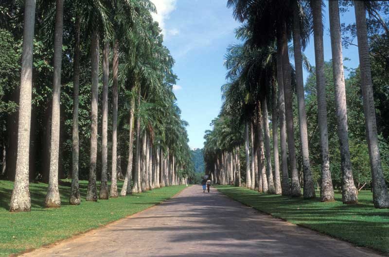 An excellent gardens to visit - Royal Botanic Gardens Peradeniya
