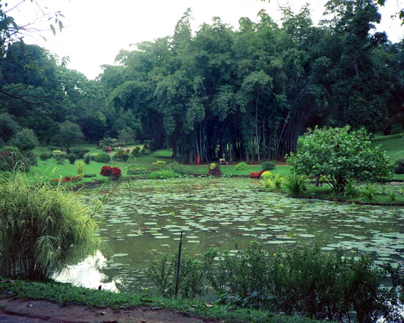 Lakes and giant bamboo - Royal Botanic Gardens Peradeniya