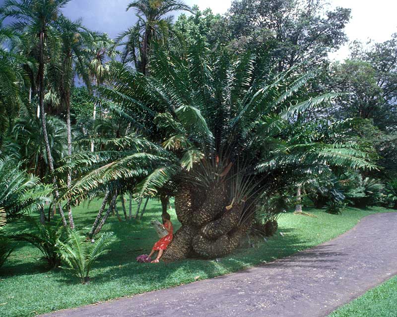 A very contorted palm - Royal Botanic Gardens Peradeniya