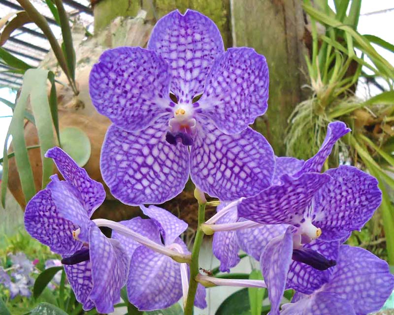 Orchids at Peradeniya gardens