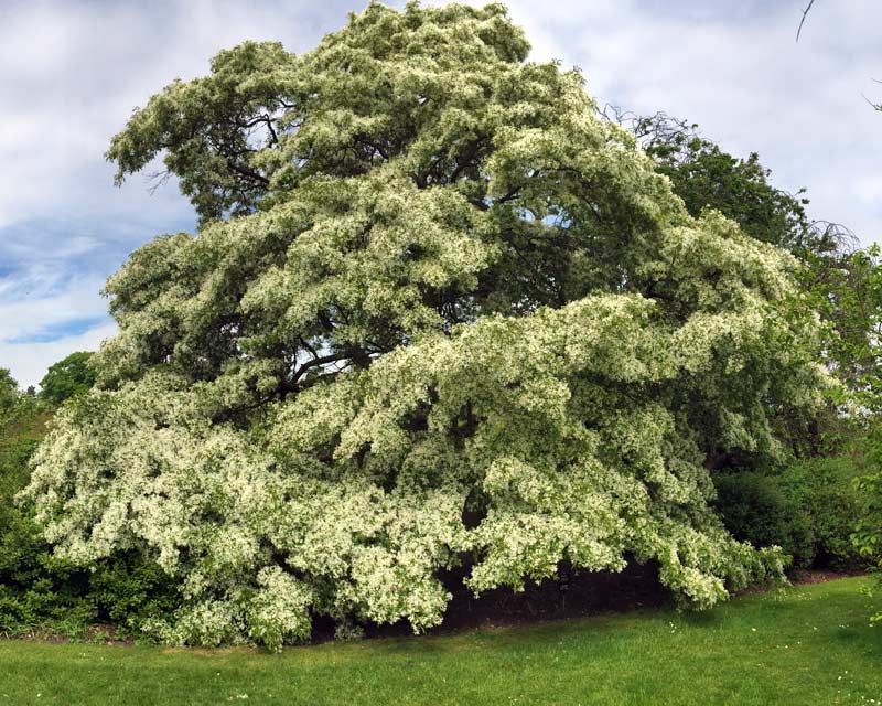 The Chinese Fringe Tree (Chionanthus Retusus) flowers  late May to early June. Kew Gardens has the largest specimen in the UK