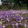 Crocuses in spring - or more accurately Croci being the plural term - photos supplied by RBG Kew
