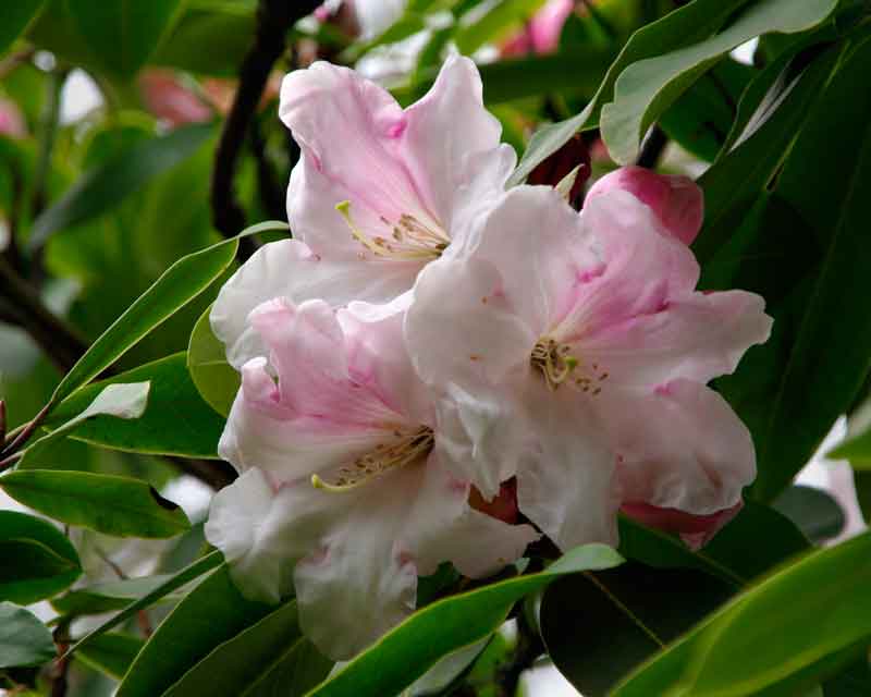 The rhododendron start flowering in April.  Blossom of Rhododendronx Loderi - taken at Kew Gardens