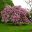 In spring the various prunus species are all in blossom. This is Prunus Kanzan photo taken in Kew Gardens