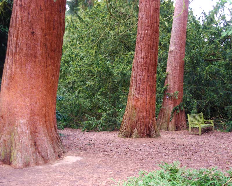 Kew Gardens has many giant sequoias. There something very peaceful about sitting under these huge trees.