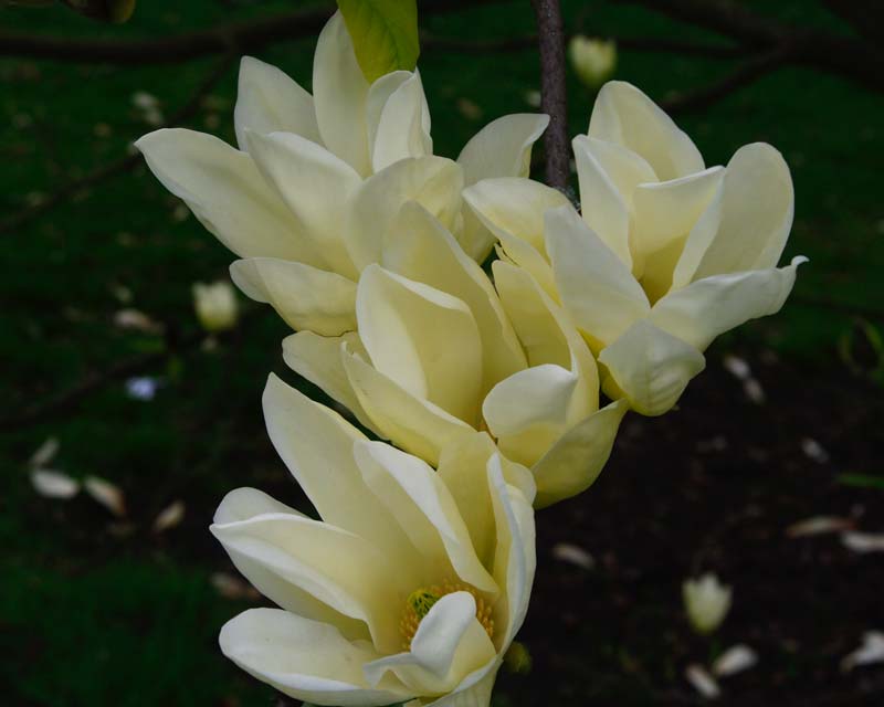 Magnolia Elizabeth with such soft lemony petals, photo taken in Kew Gardens