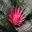 Aechmea fasciata - one of the many superb Bromeliad specimens at Keukenhof