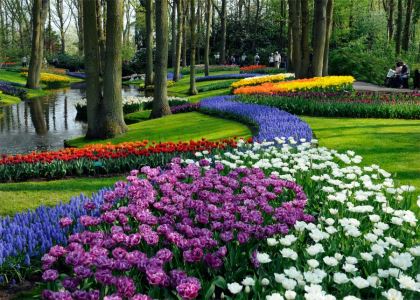 Bulbs at their very best - the ultimate location. - photos supplied by Keukenhof