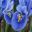 Iris Reticulata Alida - as seen at Keukenhof