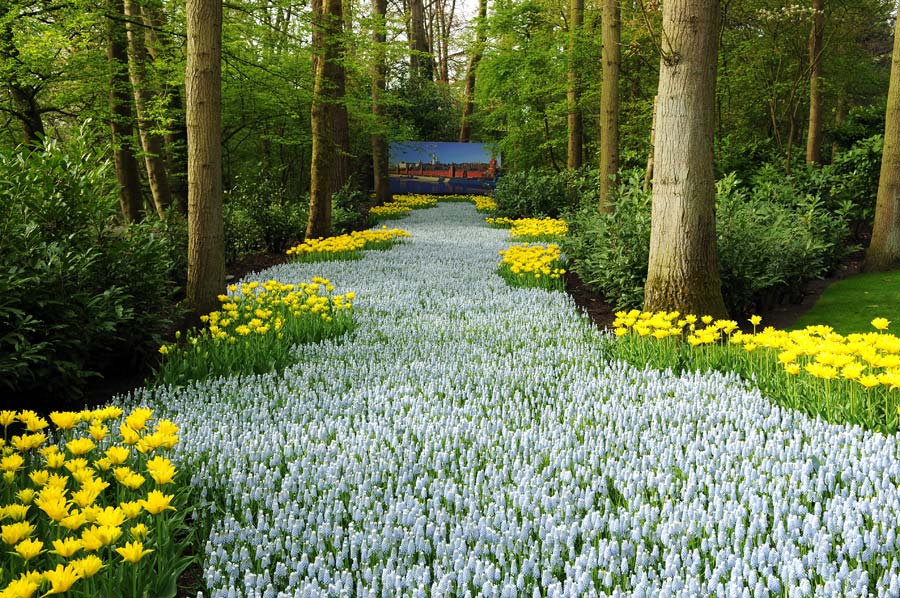 They really have the plantings en masse technique well sorted.  - photos supplied by Keukenhof