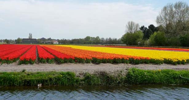 Don't miss the view from the lookout - the tulip fields in full bloom are simply amazing. - photo Barbara Cant