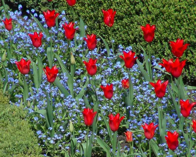 Tulips and forget-me-nots at Chateau Villandry