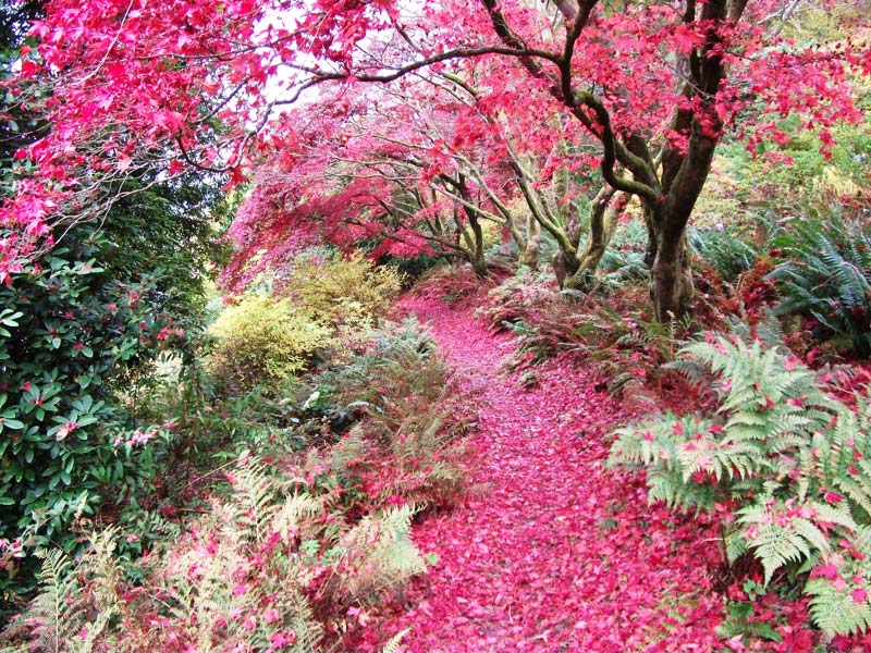 Maple Walk in the Fall - image supplied by Brantwood Gardens