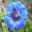 Flower of Gentiana Acaulis in the Alpine Garden  - images supplied by Jardin des Cinq Sens