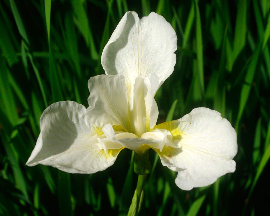 Bodnant Gardens, Conwy, North Wales - Iris sibirica 'White Swirl'