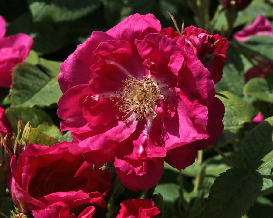 The Portland Rose at Bodnant Gardens