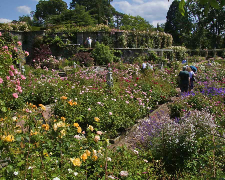 Rose garden Bodnant - a chaos of colour