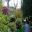 Woodland Path - Caerhays Castle and Gardens