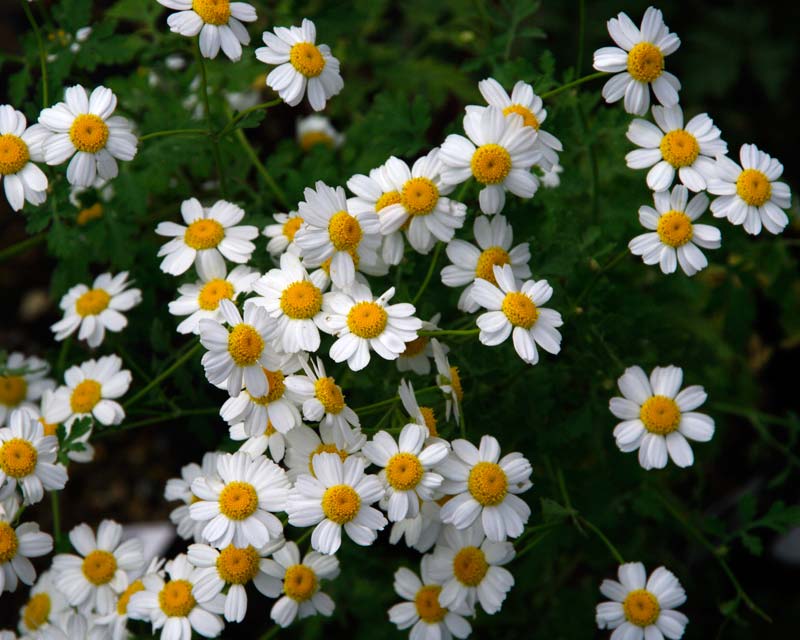 Great Dixter Tanacetum niveum - white daisy-like flowers