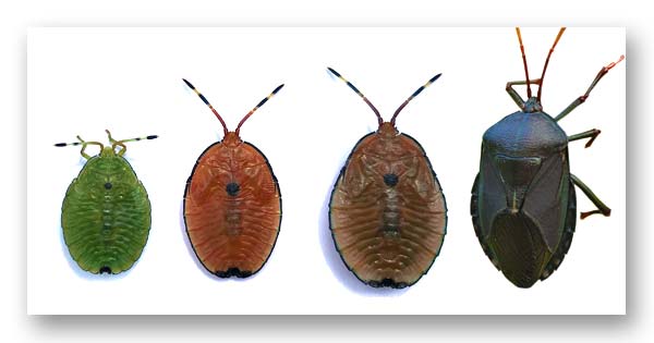 Stages of Bronze Orange bug Life