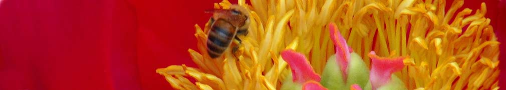 Poppy Bee