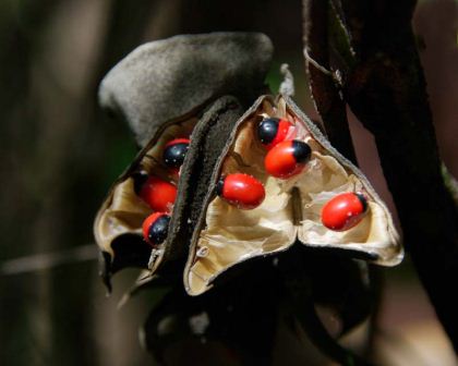 Tree with brown pods and on the inside 4 lobes with red seeds