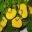 Calceolaria x herbeohybrida  Wikicommons image 9213340557