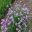 Allium schoenoprasum | GardensOnline