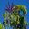 Schefflera actinophylla | GardensOnline