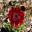 Deep Red single flower - Ranunculus asiaticus