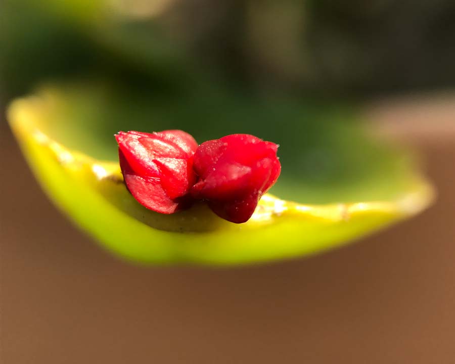Schlumbergera gaertneri, Easter Cactus