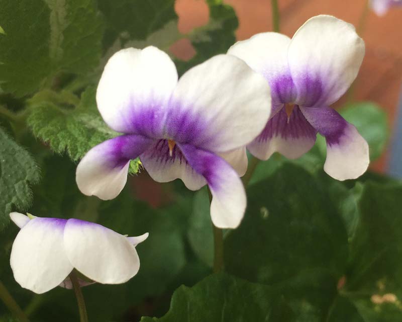 GardensOnline: Viola hederacea