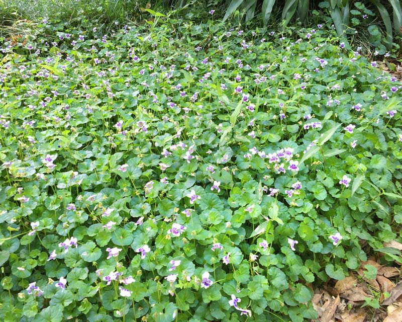 Viola hederacea WWS