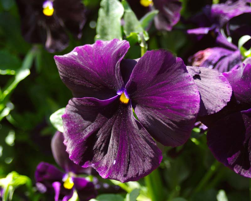 Viola wittrockiana | GardensOnline