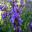 Salvia officinalis | GardensOnline