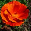 Eschscholtzia californica.  Californian poppy