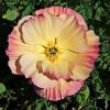 Californian poppy, Eschscholtzia californica