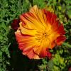 Californian poppy, Eschscholtzia californica