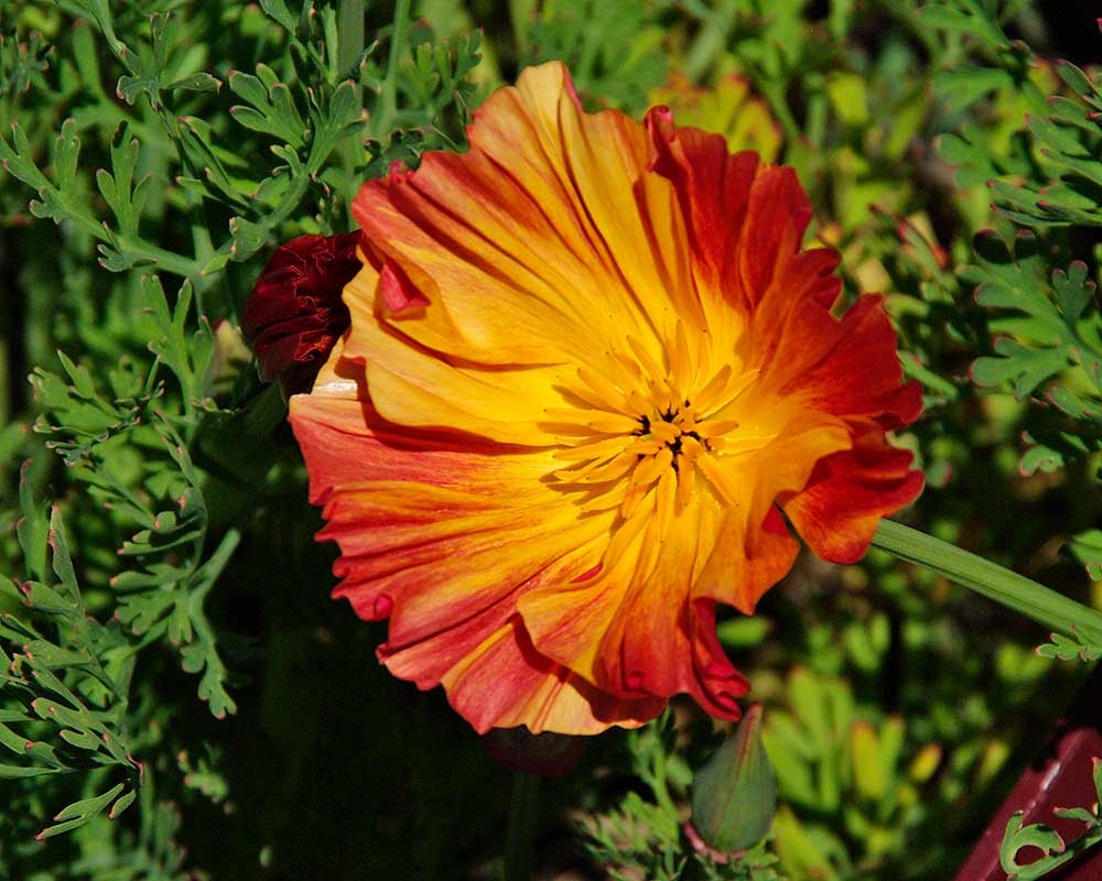 Californian poppy, Eschscholtzia californica