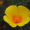 Eschscholtzia californica, Californian Poppy