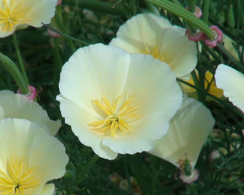 Eschscholltzia californica Lemon - as seen at Beth Chatto's Garden