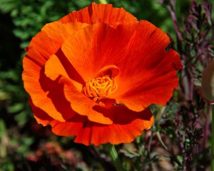 Eschscholtzia californica.  Californian poppy