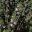 Thymus vulgaris | GardensOnline