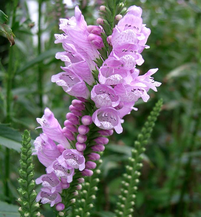 GardensOnline: Physostegia virginiana