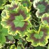 Pelargonium exotica 'Tricolor' (Zonal Group)